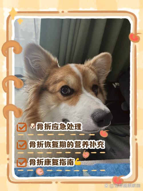 2025年天天开彩免费大全和被狗主人殴打致骨折与狗被打骨折了怎么办