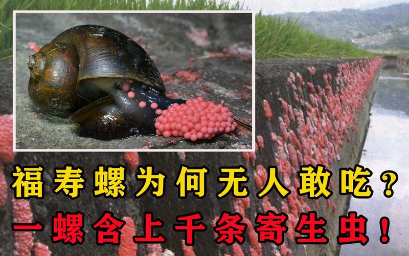 2025年天天彩资料大全和自来水中含活体虫与自来水中含活体虫吗