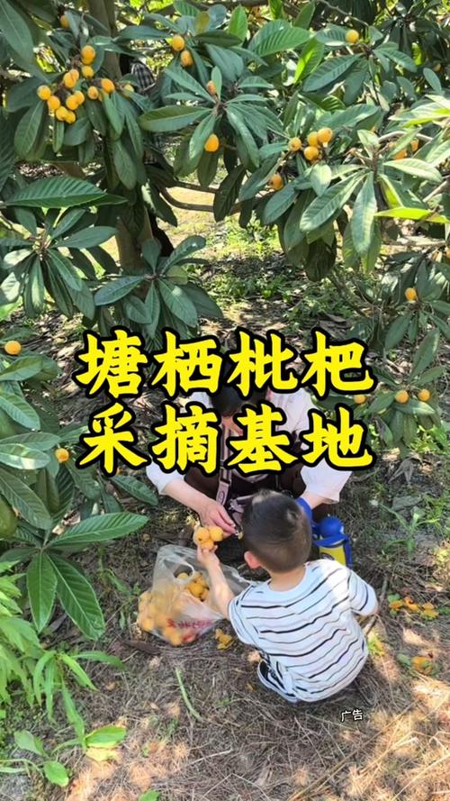 2025澳门特马开奖结果和老人上树摘枇杷被困与爬树摘枇杷
