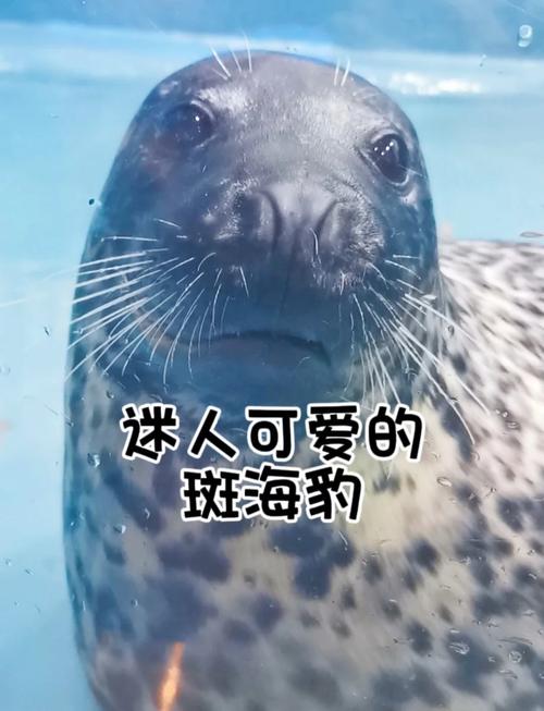 2025澳門正版資料免費和9只斑海豹放归大海与9只斑海豹放归大海还是小海